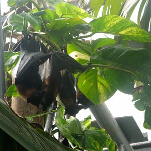 Lyle's Flying Fox in the Madagascar Pavilion - 08.2013
