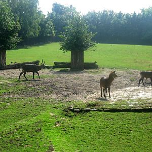 Defassa Waterbucks - 08.2013