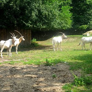 Scimitar Horned Oryxes - 08.2013