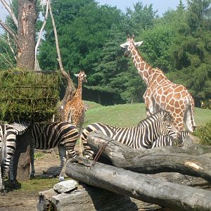 Second dish on the Wroclaw Zoo Savanna - 08.2013