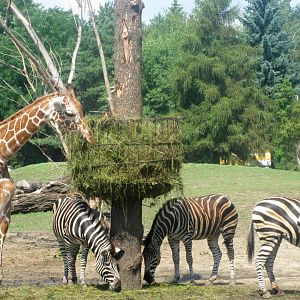 First dish on the Wroclaw Zoo Savanna - 08.2013