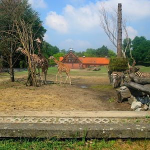 Savanna enclosure - 08.2013