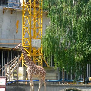 Africarium - under constuction. In the foreground, Chief Engineer.