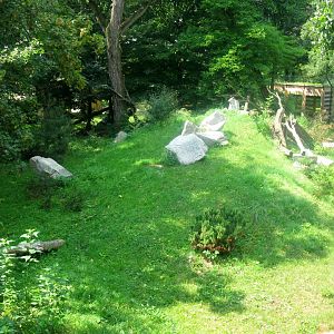 Eurasian Lynx enclosure - 08.2013