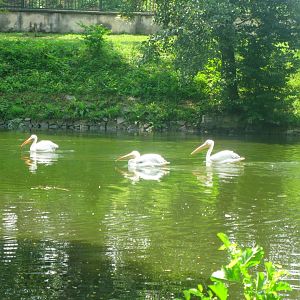 Great White Pelicans trio
