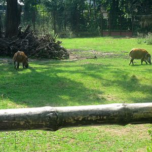 Red River Hogs - 08.2013