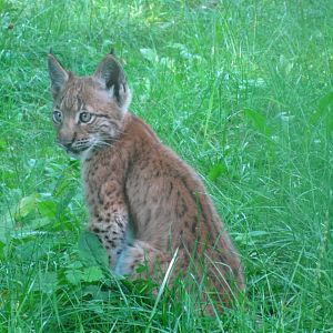 Lynx kitten - 08.2013