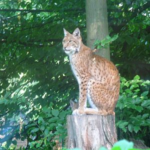 Lynxliving statue - 08.2013