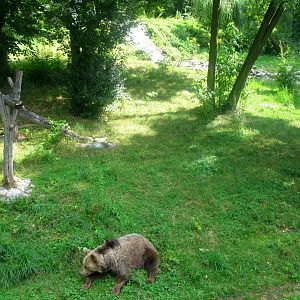 Brown Bear - 08.2013