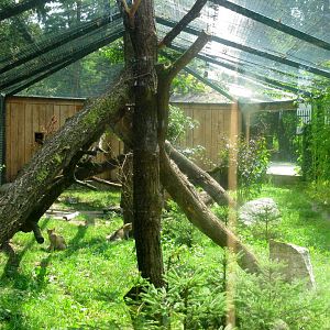 European Wildcat enclosure - 08.2013