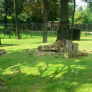 Mixed exhibit - Mouflons and Magots (Barbary macaque) - 08.2013