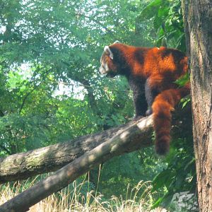 Red Panda - 08.2013