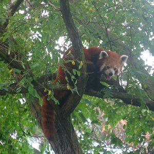 Red Panda - 08.2013