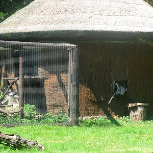 Ring-tailed Lemur house and part enclosure - 08.2013