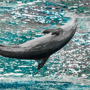 Aug. 2016 - Seven Seas - Dolphin Show