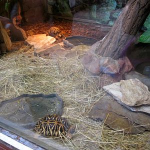 Radiated Tortoise enclosure - 08.2013