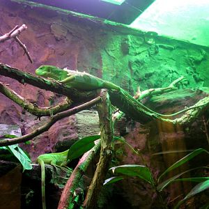 Fiji Banded Iguanas - 08.2013