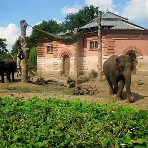 Asiatic Elephants house and enclosure - 08.2013