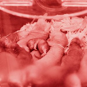 Naked mole rats in brood chamber