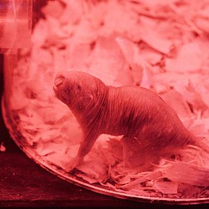 Naked mole rat