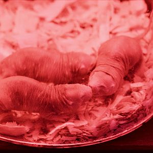 Naked mole rat greetings