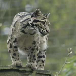 Indochinese clouded leopard