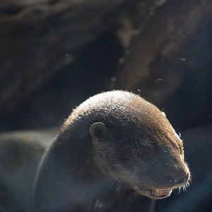 Spotted Necked Otter