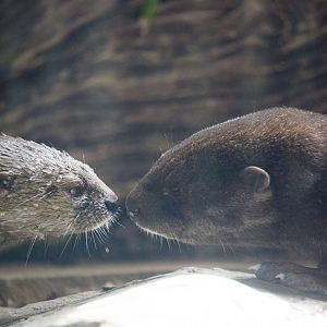 Spotted Necked Otters
