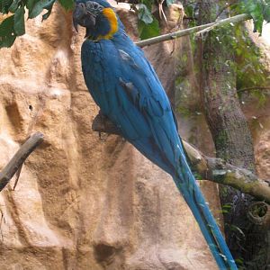 Blue-throated Macaw - 08.2013