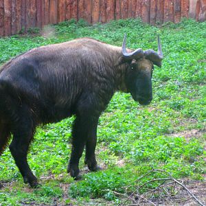 Mishmi Takin - 08.2013