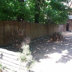 Reindeer enclosure - 08.2013