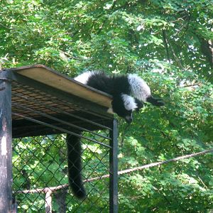 Alive or dead? - Black-and-White Ruffed Lemur - 08.2013