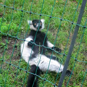 Black-and-White Ruffed Lemur - 08.2013