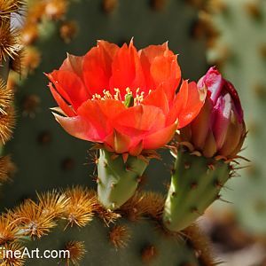 Cactus Flower