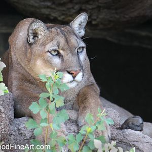 male puma