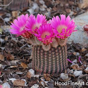 Rainbow Hedgehog Cactus
