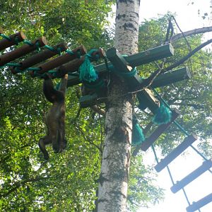 Black Howler goes off the bat - 08.2013