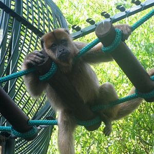 Black Howler - 08.2013