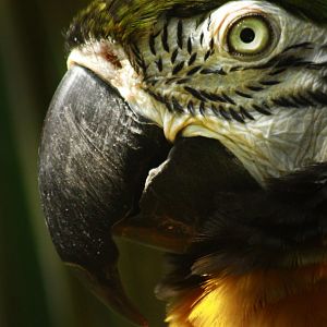 Apr. 2017 - Discovery Forest - Miligold Macaw