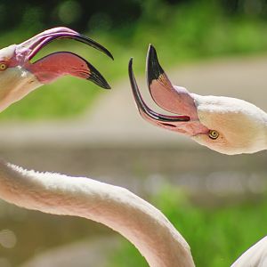 Apr. 2017 - Africa - Greater Flamingos