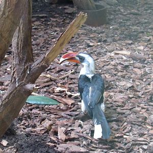 Von der Decken's Hornbill - 05/2015