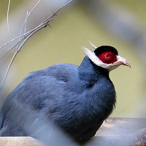 Blue Eared Pheasant - 05/2015