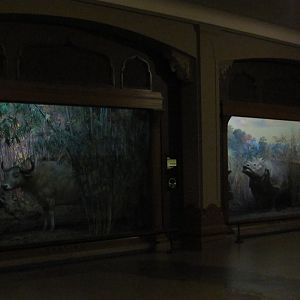 Vernay-Faunthorpe Hall of Asian Mammals Banteng & Indian Rhinoceros Dioramas