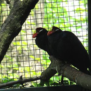 Violet Turacos - 05/2015