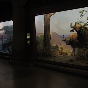 Vernay-Faunthorpe Hall of Asian Mammals Gaur & Water Buffalo Dioramas