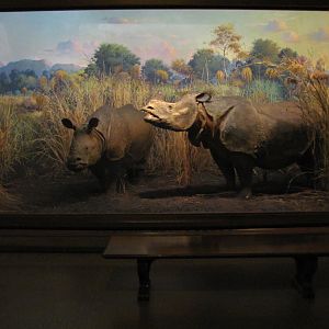 Vernay-Faunthorpe Hall of Asian Mammals Indian Rhinoceros Diorama