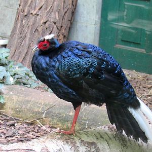 Edward's Pheasant - 05/2015