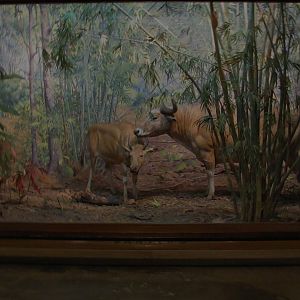 Vernay-Faunthorpe Hall of Asian Mammals Banteng Diorama