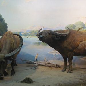 Vernay-Faunthorpe Hall of Asian Mammals Water Buffalo Diorama