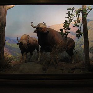 Vernay-Faunthorpe Hall of Asian Mammals Gaur Diorama